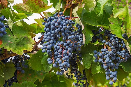 simsearch:400-06923729,k - Ripe clusters of dark blue grapes. Crimea, September. Stock Photo - Budget Royalty-Free & Subscription, Code: 400-07625428