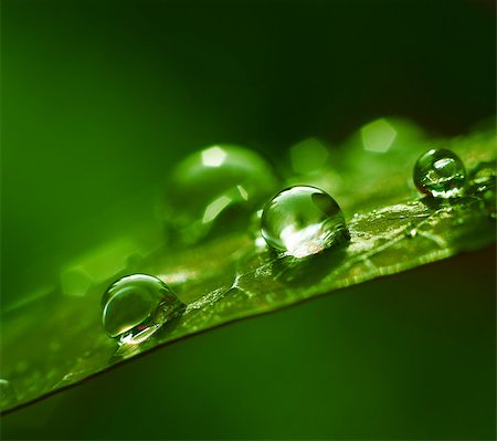 Water drops green summer season abstract Stock Photo - Budget Royalty-Free & Subscription, Code: 400-07625467