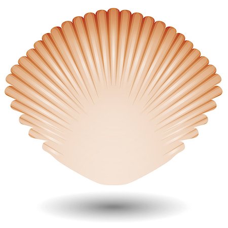 simsearch:400-08646884,k - Sea shell icon. Also available as a Vector in Adobe illustrator EPS format, compressed in a zip file. The vector version be scaled to any size without loss of quality. Stock Photo - Budget Royalty-Free & Subscription, Code: 400-07625912