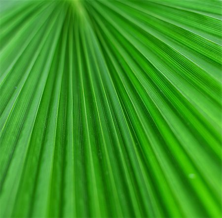 Closeup detail of palm tree leaf. Green background. Stock Photo - Budget Royalty-Free & Subscription, Code: 400-07626625