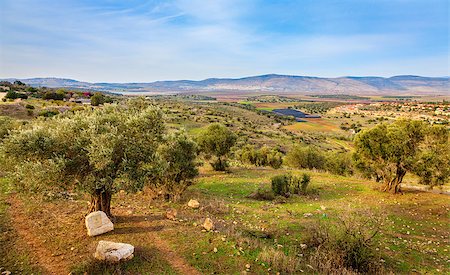 Old olive orchard in the Beit Netofa Valley in Central Galilee in Israel Stock Photo - Budget Royalty-Free & Subscription, Code: 400-07626639