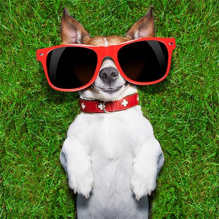 simsearch:400-08164465,k - super funny face dog lying on back on green grass looking crazy Stock Photo - Budget Royalty-Free & Subscription, Code: 400-07627058