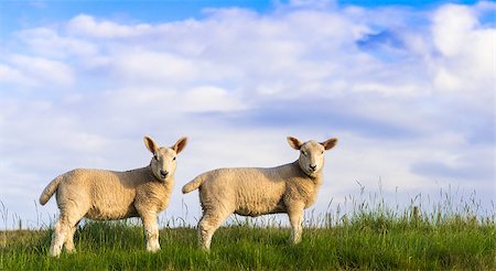 Two spring lambs standing in a North Yorkshire field. Foto de stock - Super Valor sin royalties y Suscripción, Código: 400-07627678