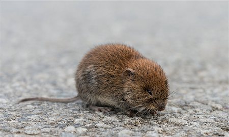 A common vole rests on a country road. Stock Photo - Budget Royalty-Free & Subscription, Code: 400-07627680