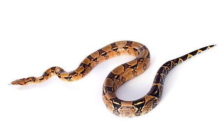 Boa constrictor in front of white background Stock Photo - Budget Royalty-Free & Subscription, Code: 400-07627738