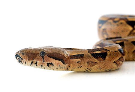 Boa constrictor in front of white background Stock Photo - Budget Royalty-Free & Subscription, Code: 400-07627739