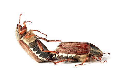 Cockchafers are copulating on the isolated background Photographie de stock - Aubaine LD & Abonnement, Code: 400-07627950