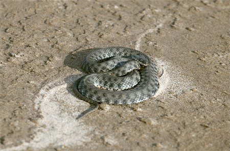 Coiled viper on wet river bank sand Stock Photo - Budget Royalty-Free & Subscription, Code: 400-07628267