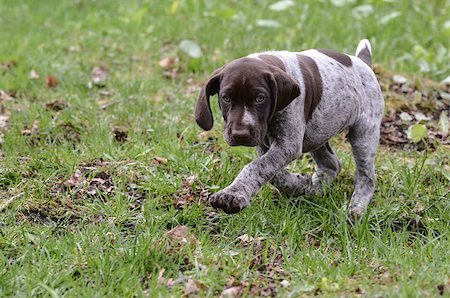 pointer - german shorthaired pointer puppy outside in the grass Stock Photo - Budget Royalty-Free & Subscription, Code: 400-07628550