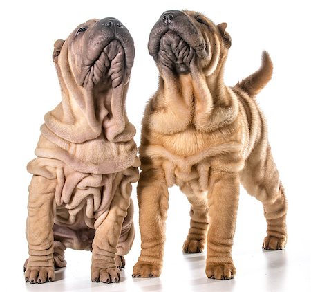 simsearch:400-06107809,k - two chinese shar-pei puppies isolated on white background - 4 months old Stock Photo - Budget Royalty-Free & Subscription, Code: 400-07628590