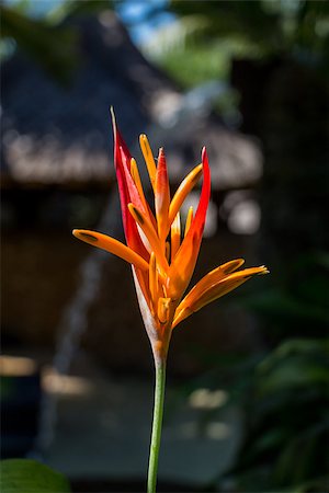 simsearch:400-04882980,k - Colorful orange hybrid tropical strelitzia flowers with large lush green leaves growing in a garden in Bali against a pebble stone wall Photographie de stock - Aubaine LD & Abonnement, Code: 400-07629579