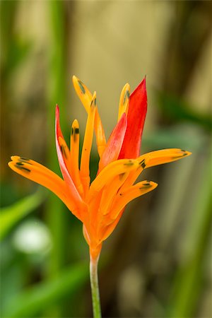 simsearch:400-04882980,k - Colorful orange hybrid tropical strelitzia flowers with large lush green leaves growing in a garden in Bali against a pebble stone wall Photographie de stock - Aubaine LD & Abonnement, Code: 400-07629608