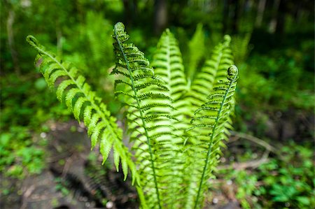 Fresh green fern leaves in spring. Stock Photo - Budget Royalty-Free & Subscription, Code: 400-07620145