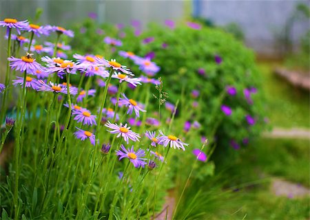 Summer garden with purple flowers and green plants Stock Photo - Budget Royalty-Free & Subscription, Code: 400-07620310