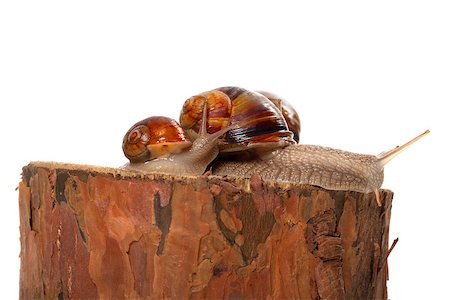 escargot - Family of snails on pine tree stump. Isolated on white background. Stock Photo - Budget Royalty-Free & Subscription, Code: 400-07620816