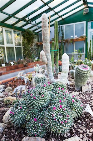 simsearch:400-04882980,k - Interior of a cactus greenhouse; detail of the plantation banch Photographie de stock - Aubaine LD & Abonnement, Code: 400-07630605