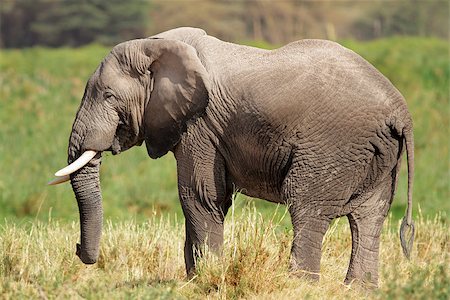 ecoshow (artist) - African bull elephant (Loxodonta africana), Amboseli National Park, Kenya Stock Photo - Budget Royalty-Free & Subscription, Code: 400-07657023