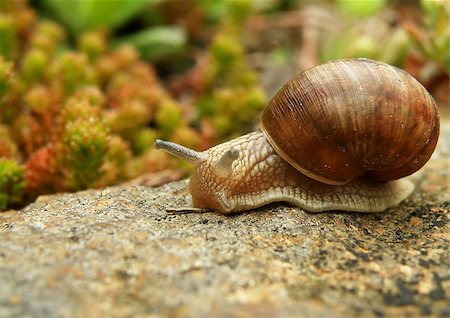 Closeup detail of snail on stone in garden Stock Photo - Budget Royalty-Free & Subscription, Code: 400-07657173