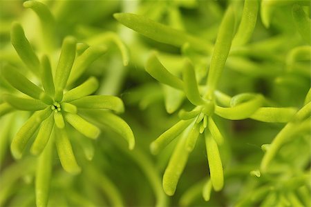 sedum - Sedum is a low growing foliage plant and comes in many perennial varieties. Stock Photo - Budget Royalty-Free & Subscription, Code: 400-07668287