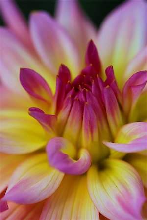 simsearch:649-07648640,k - The Dahlia is a perennial flower found in tropical regions but can be used in temperate zones when stored over winter. Stock Photo - Budget Royalty-Free & Subscription, Code: 400-07668283