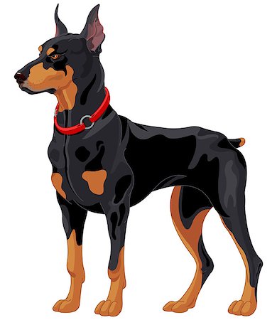 simsearch:400-05200802,k - Illustration of fully concentrated guard dog Doberman Stock Photo - Budget Royalty-Free & Subscription, Code: 400-07660656