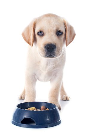 simsearch:400-07421530,k - purebred puppy labrador retriever EATING in a studio Stock Photo - Budget Royalty-Free & Subscription, Code: 400-07661308