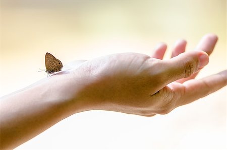 simsearch:400-06912266,k - Butterfly on hand Stock Photo - Budget Royalty-Free & Subscription, Code: 400-07661340