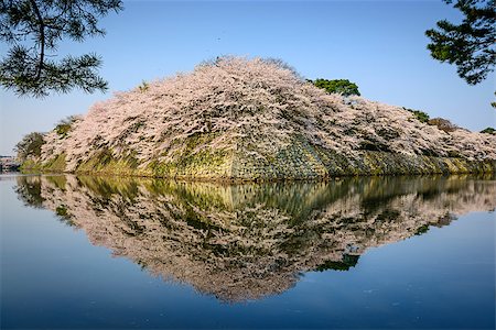 simsearch:400-06640469,k - Castle outter moat during the spring season in Hikone, Japan. Stock Photo - Budget Royalty-Free & Subscription, Code: 400-07661821