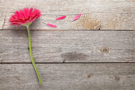 flower greeting - Magenta gerbera flower on wooden table with copy space Stock Photo - Budget Royalty-Free & Subscription, Code: 400-07662543