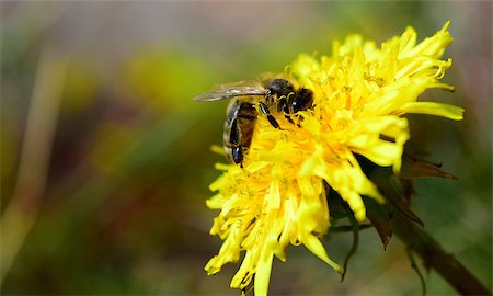 Macro detail of a bee on yellow dandelion in summer garden Stock Photo - Budget Royalty-Free & Subscription, Code: 400-07662789