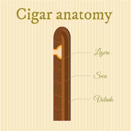 simsearch:400-05207678,k - structure of a cigar sectioned to different types of tobacco Stock Photo - Budget Royalty-Free & Subscription, Code: 400-07675198