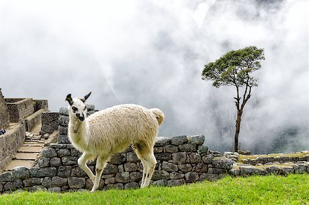 Lama in Machu Picchu, Peru Stock Photo - Budget Royalty-Free & Subscription, Code: 400-07676128