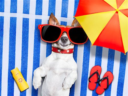 dog lying on fancy towel under the umbrella and with red sunglasses on sun tanning Stock Photo - Budget Royalty-Free & Subscription, Code: 400-07676687