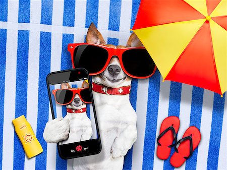 dog taking a selfie while lying on towel being so cute and cool at once ,sun tanning Stock Photo - Budget Royalty-Free & Subscription, Code: 400-07676688