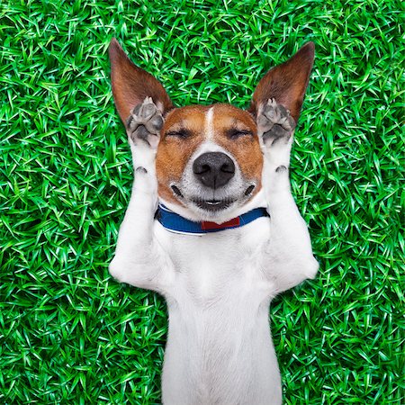 simsearch:400-08164465,k - dog lying on grass with silly crazy dumb expression on face Stock Photo - Budget Royalty-Free & Subscription, Code: 400-07676680