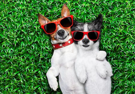 friend comfort hug - couple of dogs in love very close together lying on grass in the park with sunglasses chilling out Stock Photo - Budget Royalty-Free & Subscription, Code: 400-07676683