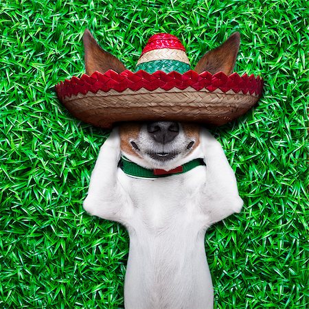 dog taking a siesta on an empty meadow with mexican sombrero  chilling out Stock Photo - Budget Royalty-Free & Subscription, Code: 400-07676698