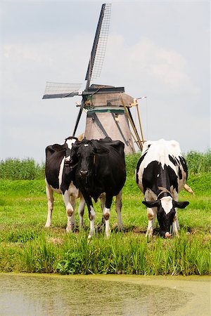 dutch cow pictures - Dutch cows in the meadow near a traditional windmill in Groot-Ammers, the Netherlands Stock Photo - Budget Royalty-Free & Subscription, Code: 400-07677286
