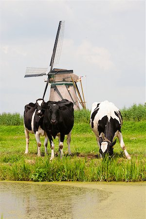 dutch cow pictures - Dutch cows in the meadow near a traditional windmill in Groot-Ammers, the Netherlands Stock Photo - Budget Royalty-Free & Subscription, Code: 400-07680370