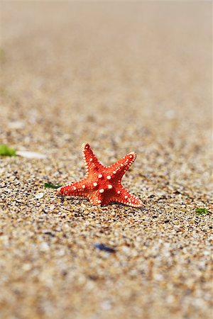 simsearch:400-06857057,k - red starfish close up on the beach Stock Photo - Budget Royalty-Free & Subscription, Code: 400-07681149