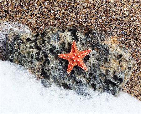 simsearch:400-06857057,k - red starfish close up on the beach Stock Photo - Budget Royalty-Free & Subscription, Code: 400-07681150