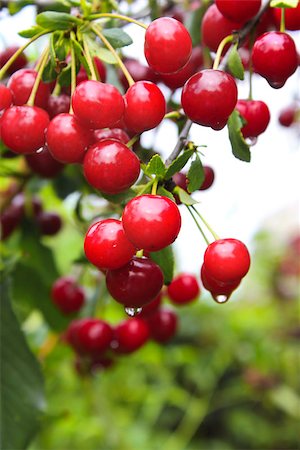 simsearch:400-06923729,k - Ripe red cherries. Summer time Stock Photo - Budget Royalty-Free & Subscription, Code: 400-07682608