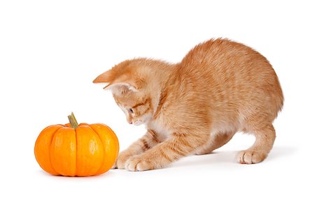 simsearch:400-05701368,k - Cute orange kitten playing with a mini pumpkin isolated on white a background. Stock Photo - Budget Royalty-Free & Subscription, Code: 400-07714079