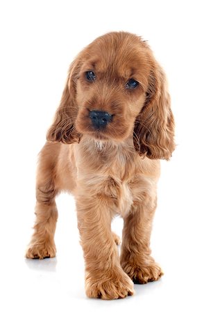 simsearch:400-07421530,k - portrait of a  purebred puppy english cocker in a studio Stock Photo - Budget Royalty-Free & Subscription, Code: 400-07715803