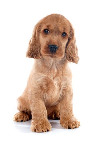 simsearch:400-07421530,k - portrait of a  purebred puppy english cocker in a studio Stock Photo - Budget Royalty-Free & Subscription, Code: 400-07716119