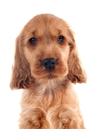 simsearch:400-07421530,k - portrait of a  purebred puppy english cocker in a studio Stock Photo - Budget Royalty-Free & Subscription, Code: 400-07716120