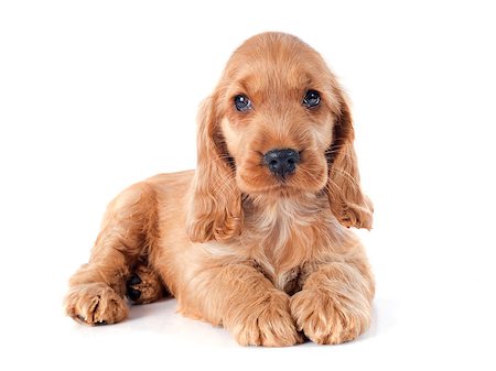simsearch:400-07421530,k - portrait of a  purebred puppy english cocker in a studio Stock Photo - Budget Royalty-Free & Subscription, Code: 400-07716121