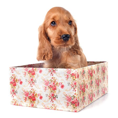 simsearch:400-07421530,k - portrait of a  purebred puppy english cocker in a studio Stock Photo - Budget Royalty-Free & Subscription, Code: 400-07716122