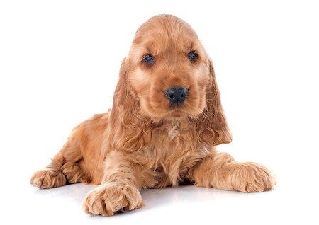 simsearch:400-07421530,k - portrait of a  purebred puppy english cocker in a studio Stock Photo - Budget Royalty-Free & Subscription, Code: 400-07716236