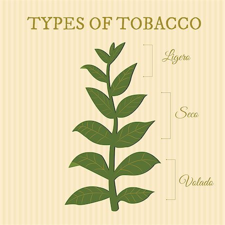 types of tobacco depending on position of the leaves on the plant Stock Photo - Budget Royalty-Free & Subscription, Code: 400-07716297
